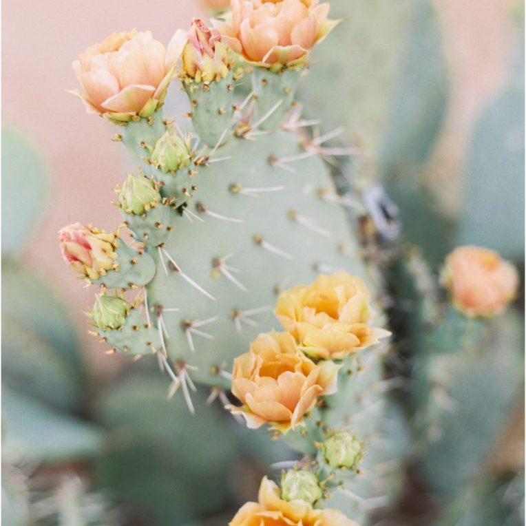 Tucson Cactus Blooms Film_0077